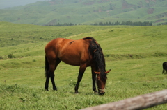 阿蘇の馬