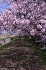 桜のトンネル