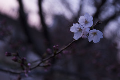 福岡の桜