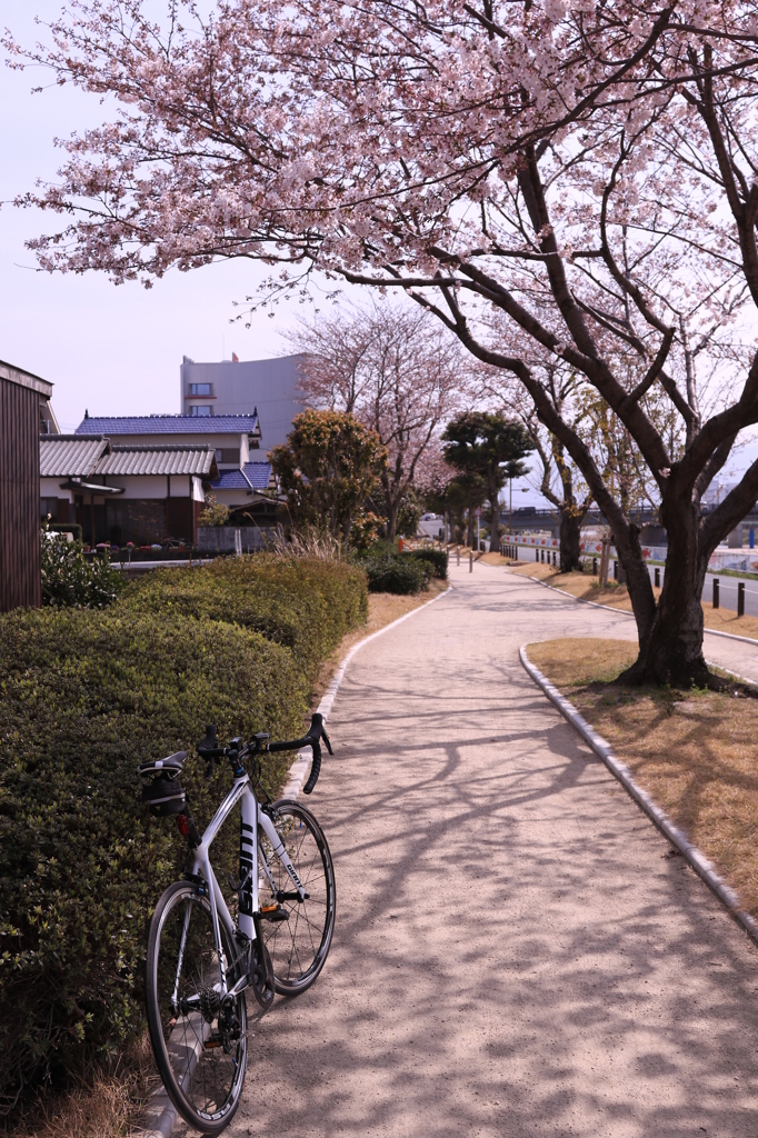 ロードバイクでお花見