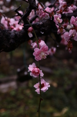 梅の花