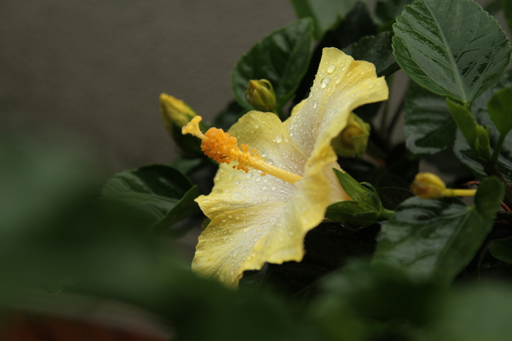 ハイビスカス栽培日記②