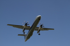 ボンちゃんのお腹///