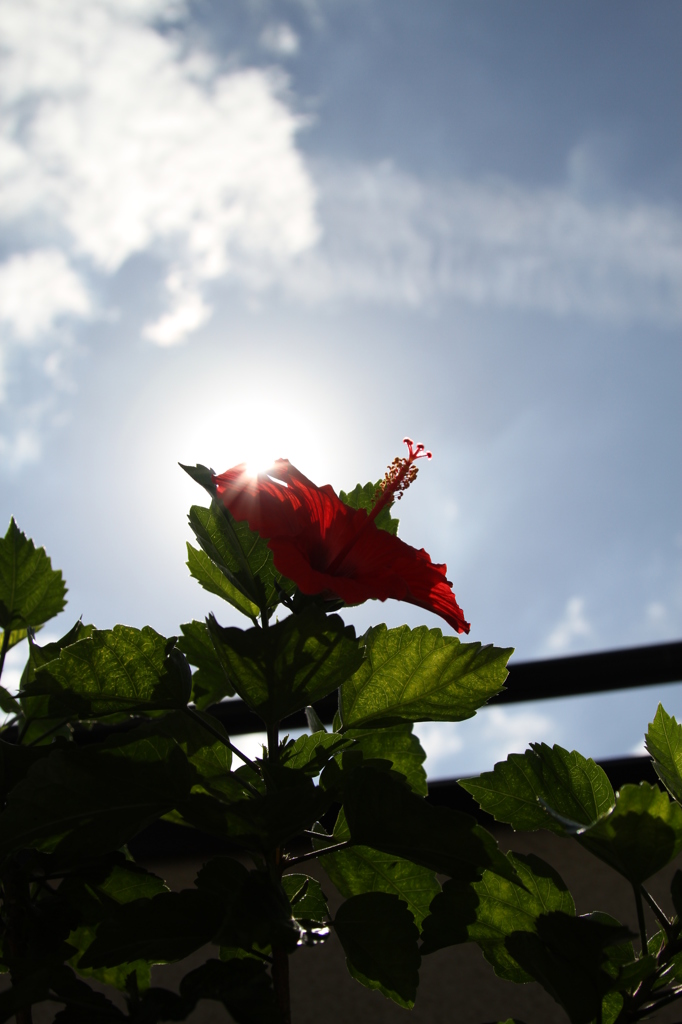 ハイビスカスっ！