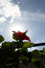 ハイビスカスっ！