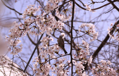 スズメさんもお花見１