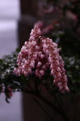 何の花だろう・・・？