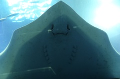 こんにちわ