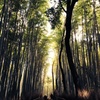 竹林