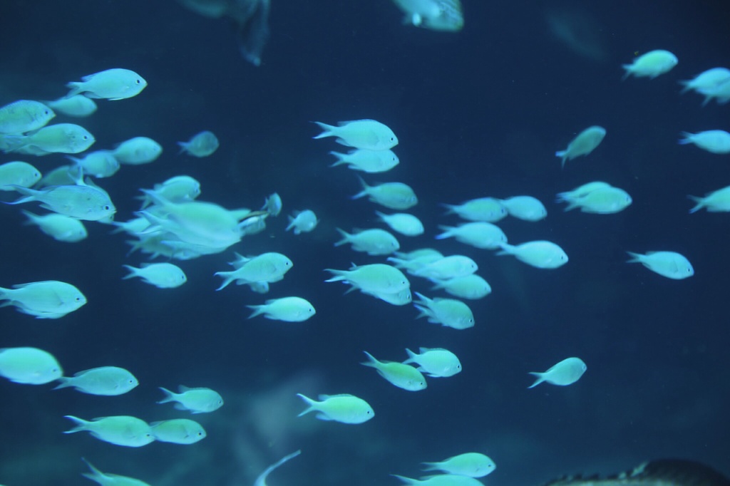 光の魚