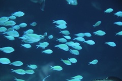 光の魚
