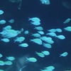 光の魚