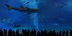 ちゅらの海