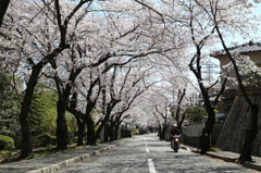 サクラ並木