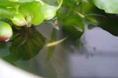 我が家のビオトープ