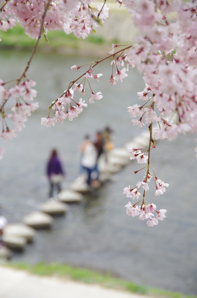 鴨川の桜