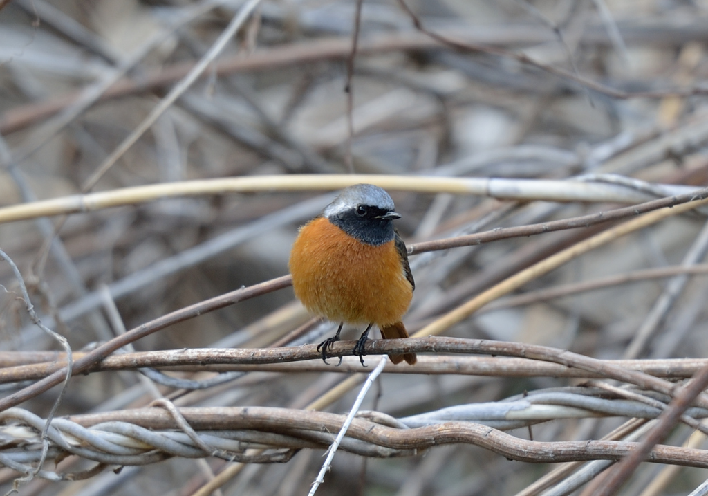 まん丸ジョウビタキ２