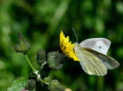 モンシロチョウ
