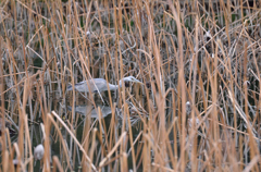 小魚を狙うアオサギ