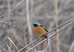 まん丸ジョウビタキ１