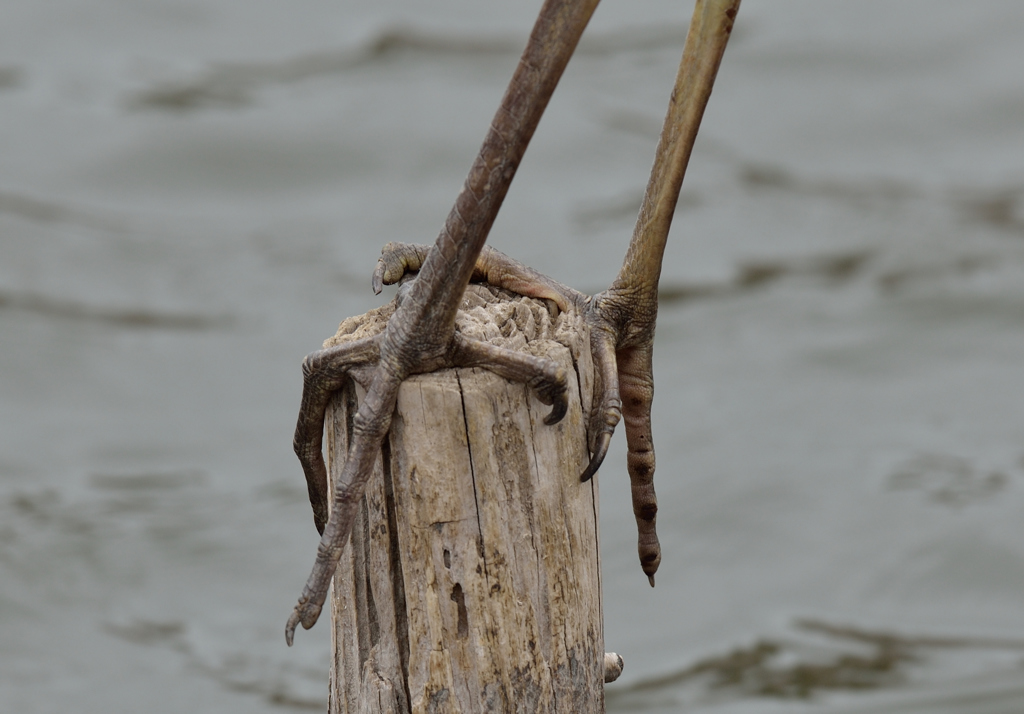 アオサギさんの足