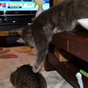 ねぇ②遊んでにゃー