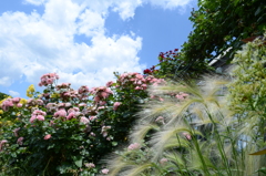 京成バラ園