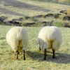 sheep's