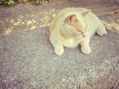 stray cat