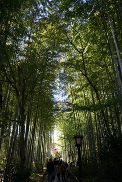 修善寺 竹林