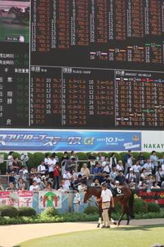 中山競馬場 パドック
