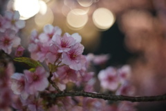 スカイツリー下の河津桜