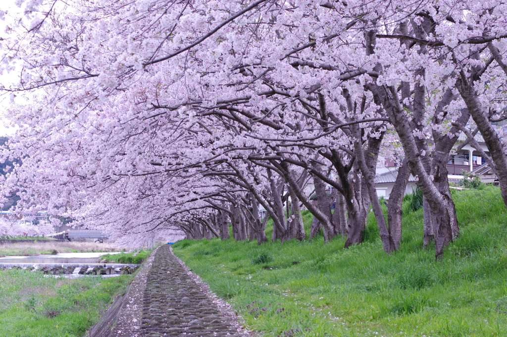 近所の川の桜⑧