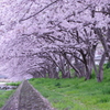 近所の川の桜⑧