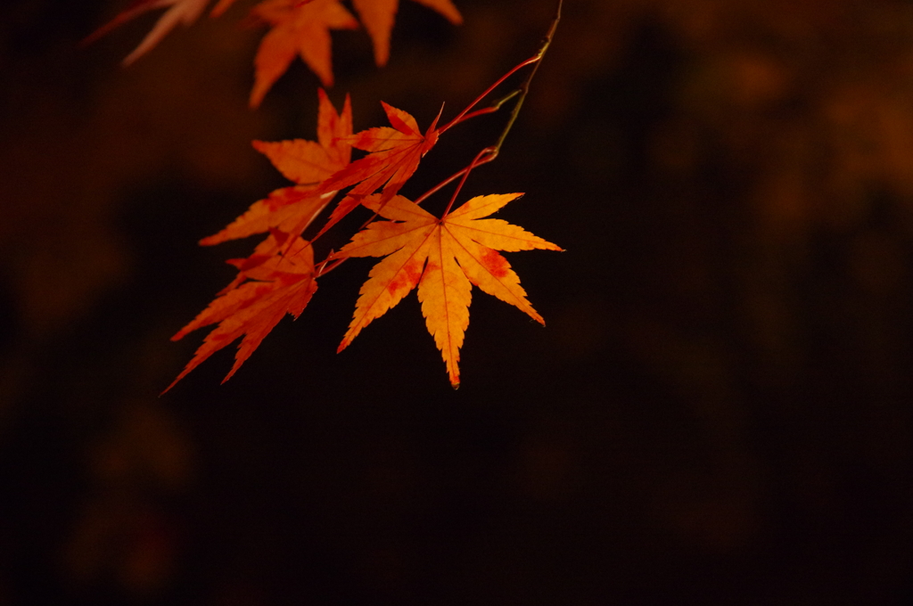 夜の好古園にて⑥