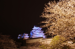 桜と姫路城⑧