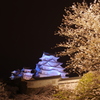 桜と姫路城⑧