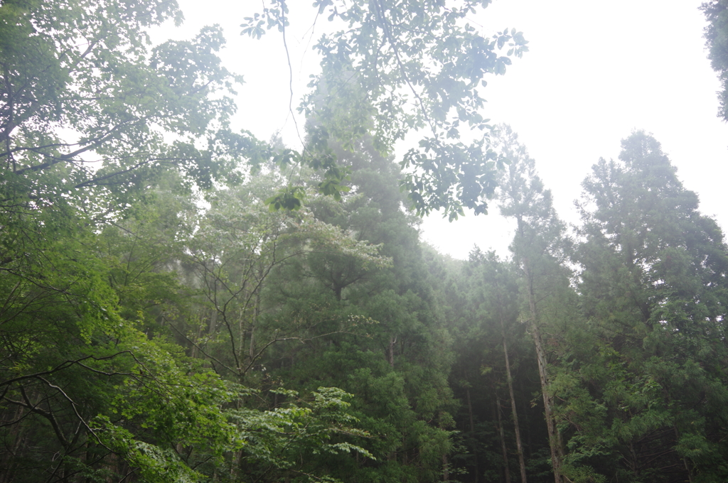 渓流釣りキャンプにて⑤