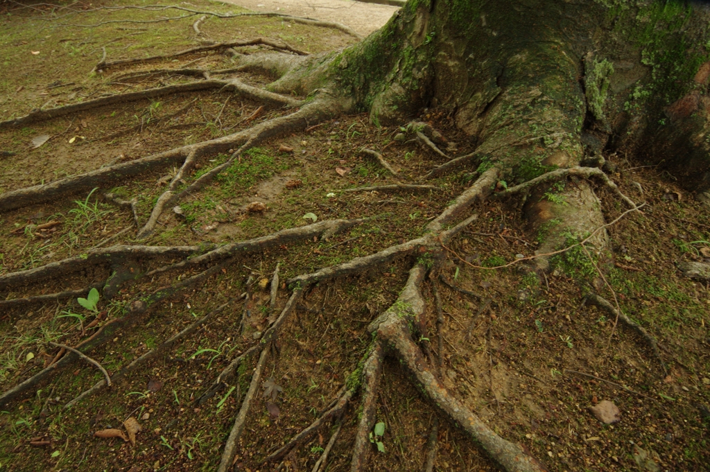 夏、姫路城周辺にて④