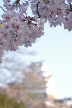 桜の姫路城(77mm)　其の③