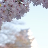 桜の姫路城(77mm)　其の③