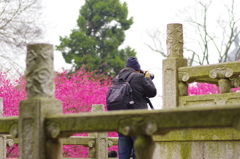 中国 常州市の梅公園にて④