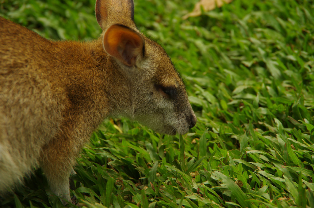 キュランダ動物園　其の④