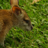 キュランダ動物園　其の④