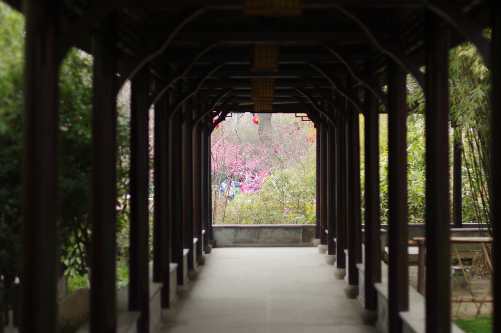 中国 常州市の梅公園にて⑦