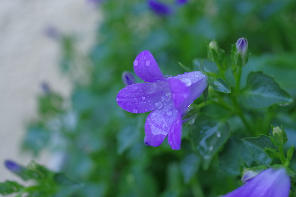 雨上がりの自宅付近にて①