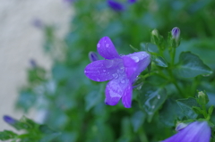 雨上がりの自宅付近にて①