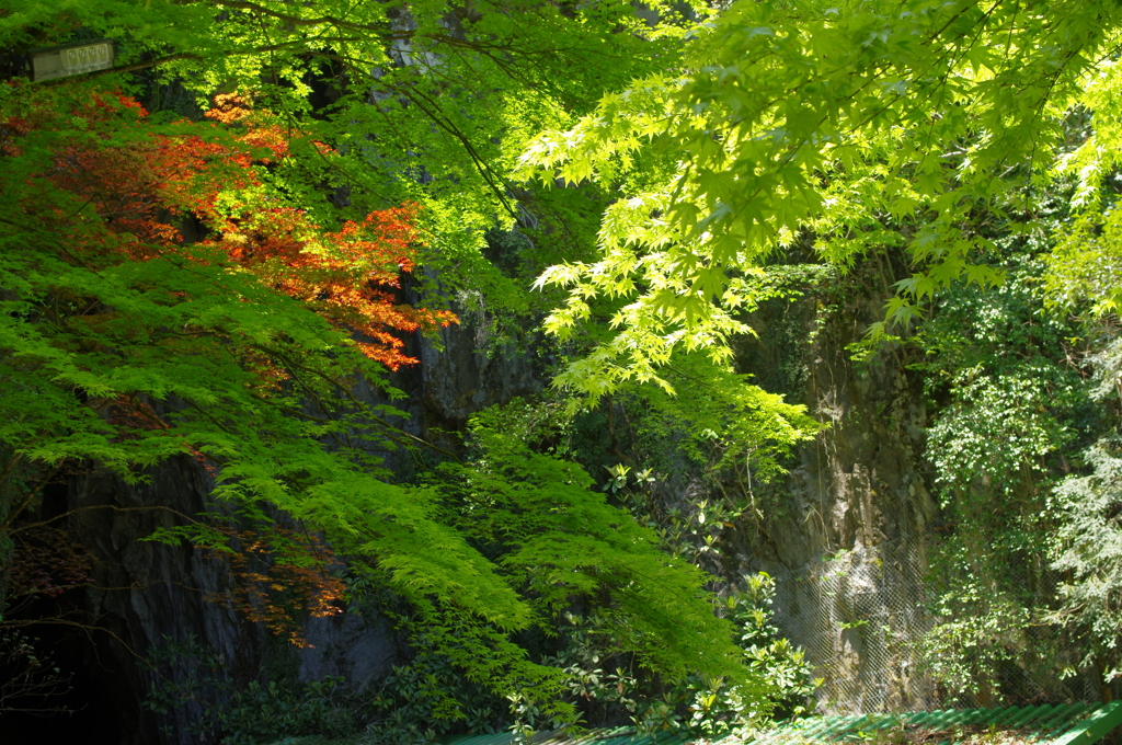 山口　秋芳洞にて　其の③