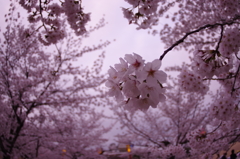 桜と姫路城③