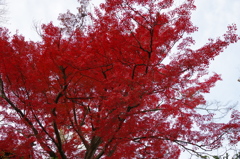 近所の神社にて　其の⑤